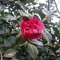 茶花精品工程苗市场观察 规格、定价与选购指南