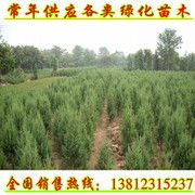 绿色印记 江苏省硕源绿化苗木有限责任公司的植物之美