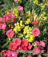 甘肃酒泉蓝翔园艺 绿化植物与草花种子的专业供应