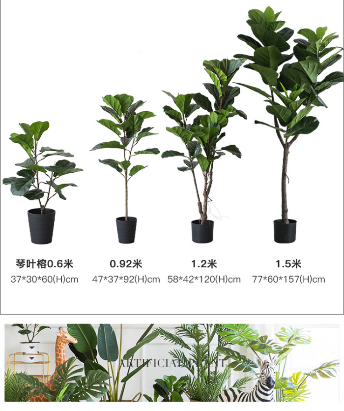 点亮生活的一抹绿 室内植物大赏与文化内涵