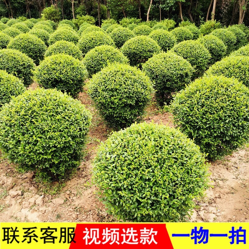哲絮别墅的绿色守护者 亮晶女贞栽培与景观应用指南