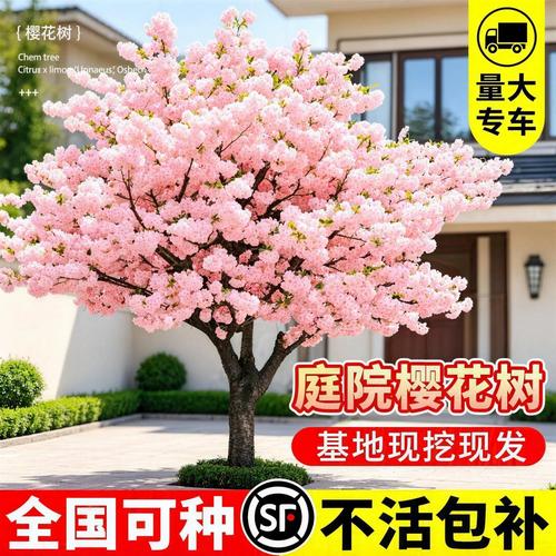 日本樱花树苗 南北皆宜的庭院别墅绿化优选，大型风景树室内外好养指南