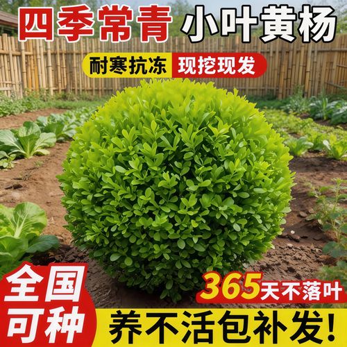庭院绿化的理想选择 姿畔小叶黄杨球与瓜子黄杨