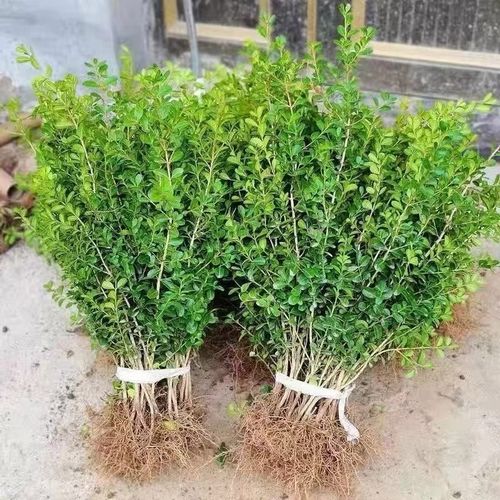 别墅庭院四季常青的优选绿植——小叶黄杨球与瓜子黄杨