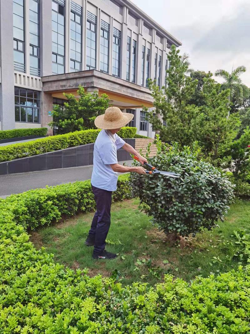 工厂绿化养护正确操作指南 保障绿化植物健康生长的关键