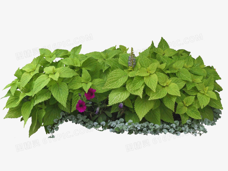 绿化植物图片免费下载 PNG素材编号192i86qqv使用指南